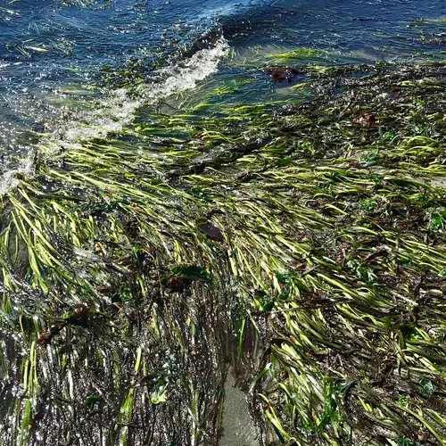 Eelgrass