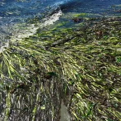 Eelgrass thumbnail 1