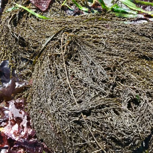 Japanese Wireweed