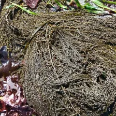 Japanese Wireweed thumbnail 1