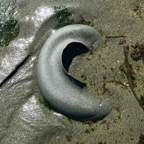Lewis's Moon Snail