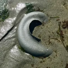 Lewis's Moon Snail thumbnail 1