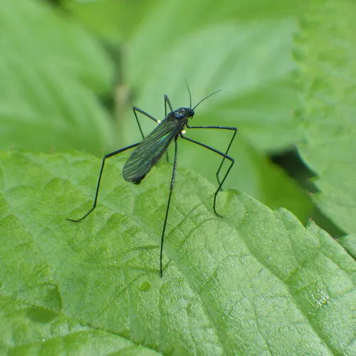 Gnophomyia tristissima