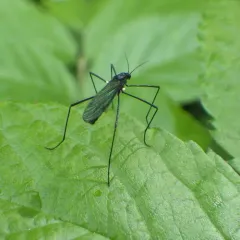 Gnophomyia tristissima thumbnail 1