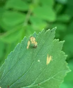 Apple-and-Plum Casebearer Moth thumbnail 4