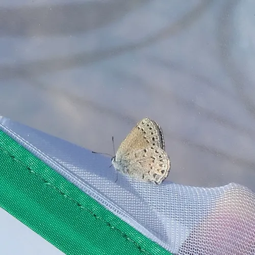 Behr's Hairstreak