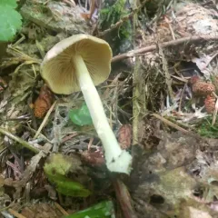 Wood Woolly-foot thumbnail 3