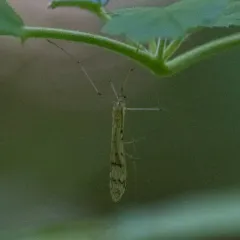 Thin Hangingfly thumbnail 2