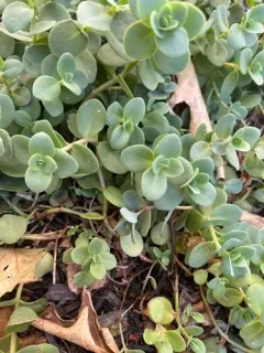 Pink Mongolian Stonecrop thumbnail 2
