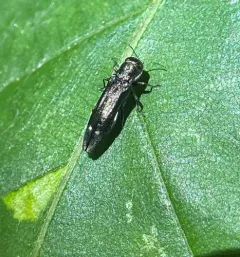 Beech Borer thumbnail 2