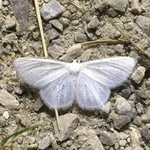 Virgin Moth