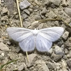 Virgin Moth thumbnail 1