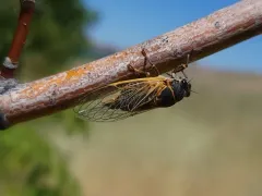Okanagana luteobasalis thumbnail 1