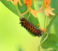 Unexpected Cycnia Moth thumbnail 3
