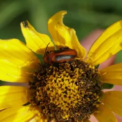 Orange Blister Beetle thumbnail 3