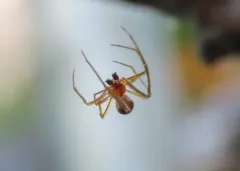Different Cobweb Spider thumbnail 4