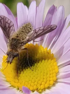 Conophorus sackenii thumbnail 2