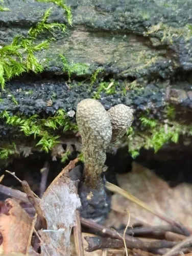 Xylaria ellisii