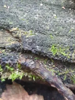 spiral tarcrust thumbnail 2