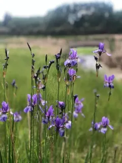Siberian Iris thumbnail 2