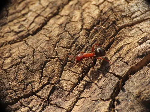 Isabelline Mound Ant