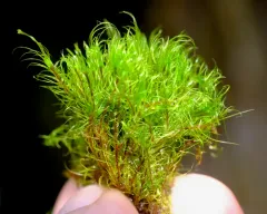 Sharp-leaved Blindia thumbnail 2
