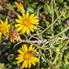 Sickleleaf Silk-grass thumbnail 2