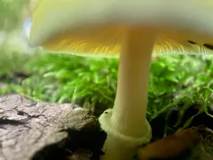 Pluteus mammillatus thumbnail 3