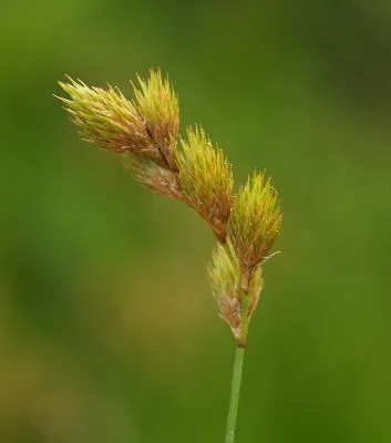 pointed broom sedge