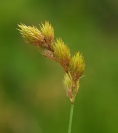 pointed broom sedge thumbnail 1