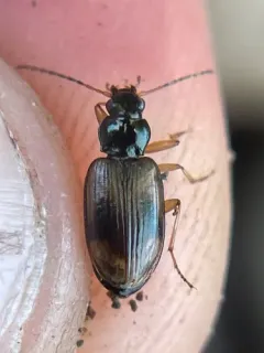Bembidion corgenoma thumbnail 1