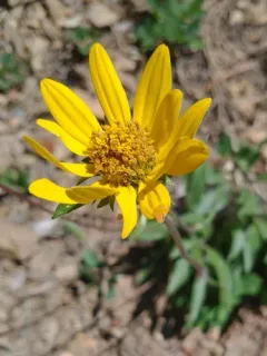 California Dwarf Sunflower thumbnail 1