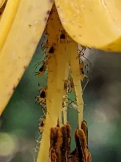 Purple-spotted Lily Aphid thumbnail 3
