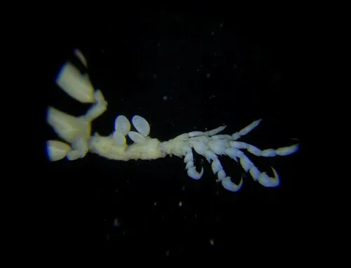 Linear skeleton shrimp