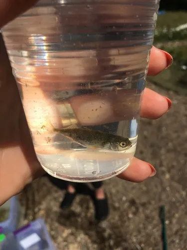 Blackspotted Stickleback