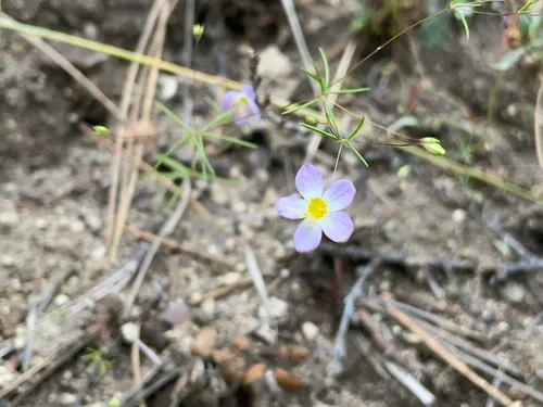 Flax-flowered Linanthus