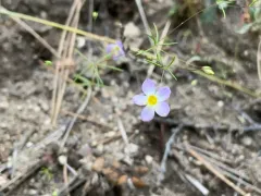 Flax-flowered Linanthus thumbnail 1