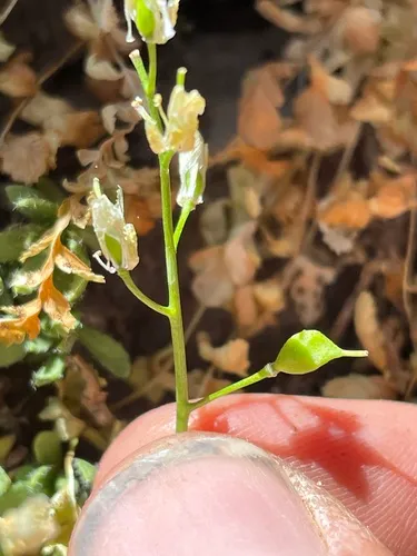 Maguire's Draba