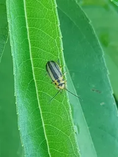 Trirhabda virgata thumbnail 3