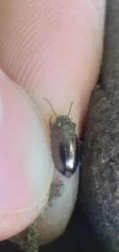 Trachypachus gibbsii thumbnail 3