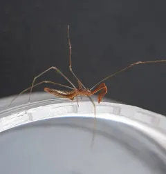 Lizard Spider thumbnail 2