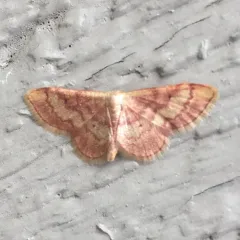 Red-bordered Wave thumbnail 2