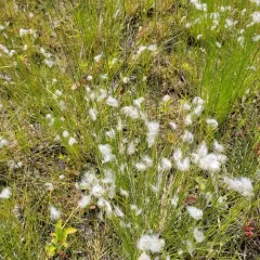Cotton Deergrass thumbnail 3