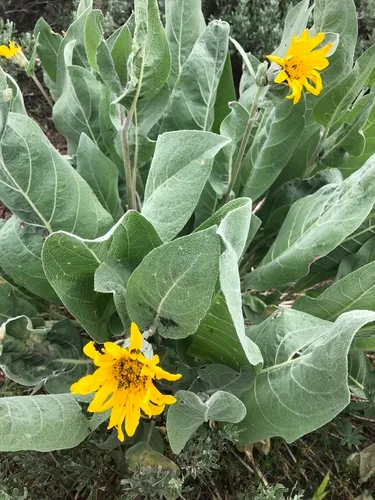 woolly mule's ears