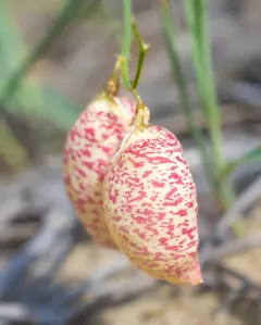 Painted Milkvetch thumbnail 3
