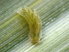 Alderia harvardiensis thumbnail 3