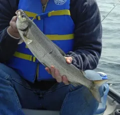 Lake Whitefish thumbnail 4