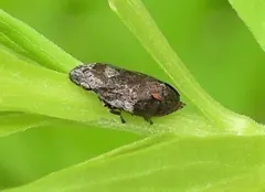 Philaronia canadensis thumbnail 2