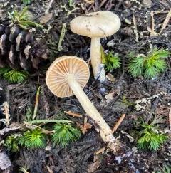 Hygrophorus goetzei thumbnail 3
