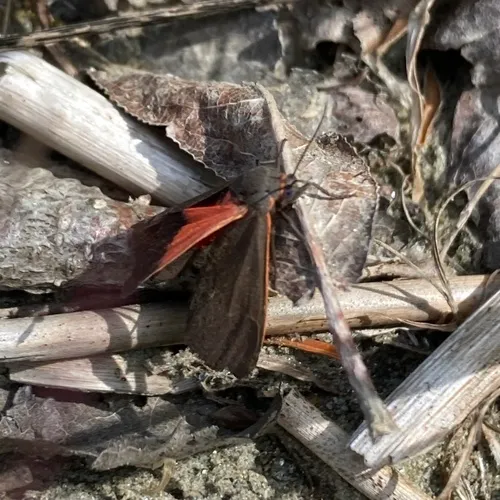 Joyful Virbia Moth
